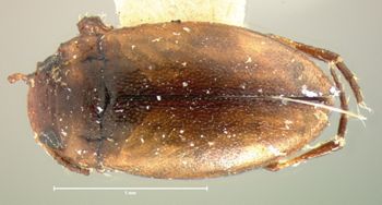 Media type: image;   Entomology 8227 Aspect: habitus dorsal view